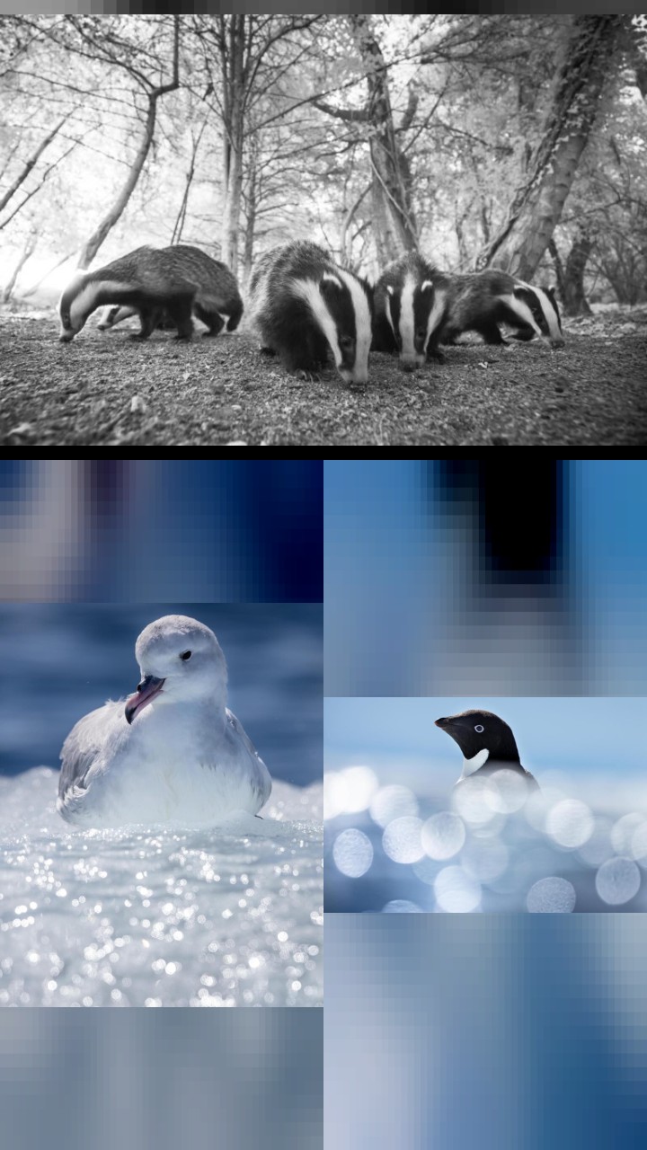 The Top 10 Chris Packham Instagram Photos of All Time