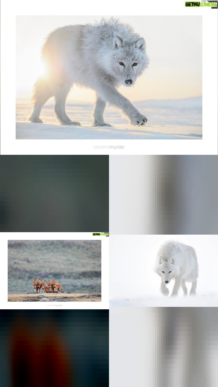 Vincent Munier’s Instagram: The 10 Most Memorable Photos