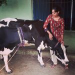 Bindu Madhavi, cow, village