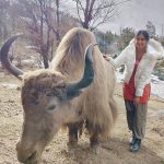 Adah Sharma, cow, outing