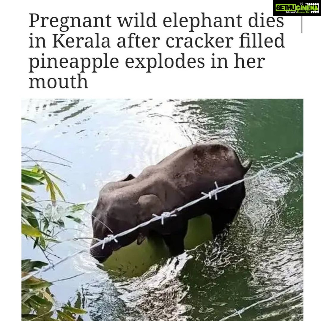 Adah Sharma Instagram - Congratulations!! Covid 19 isn't the most dangerous virus around ! We human beings are stronger, deadlier and more lethal ! Heartless also to add to it ! π . The first image is the dead elephant standing emersed in water, after the firecrackers exploded in her mouth. . The second image I found on the internet was an elephant (not the one who was fed the cracker filled pineapple) enjoying a waterfall..an image I would like to see when I think of an elephant immersed in water... Jai Ganesh πβ₯οΈ