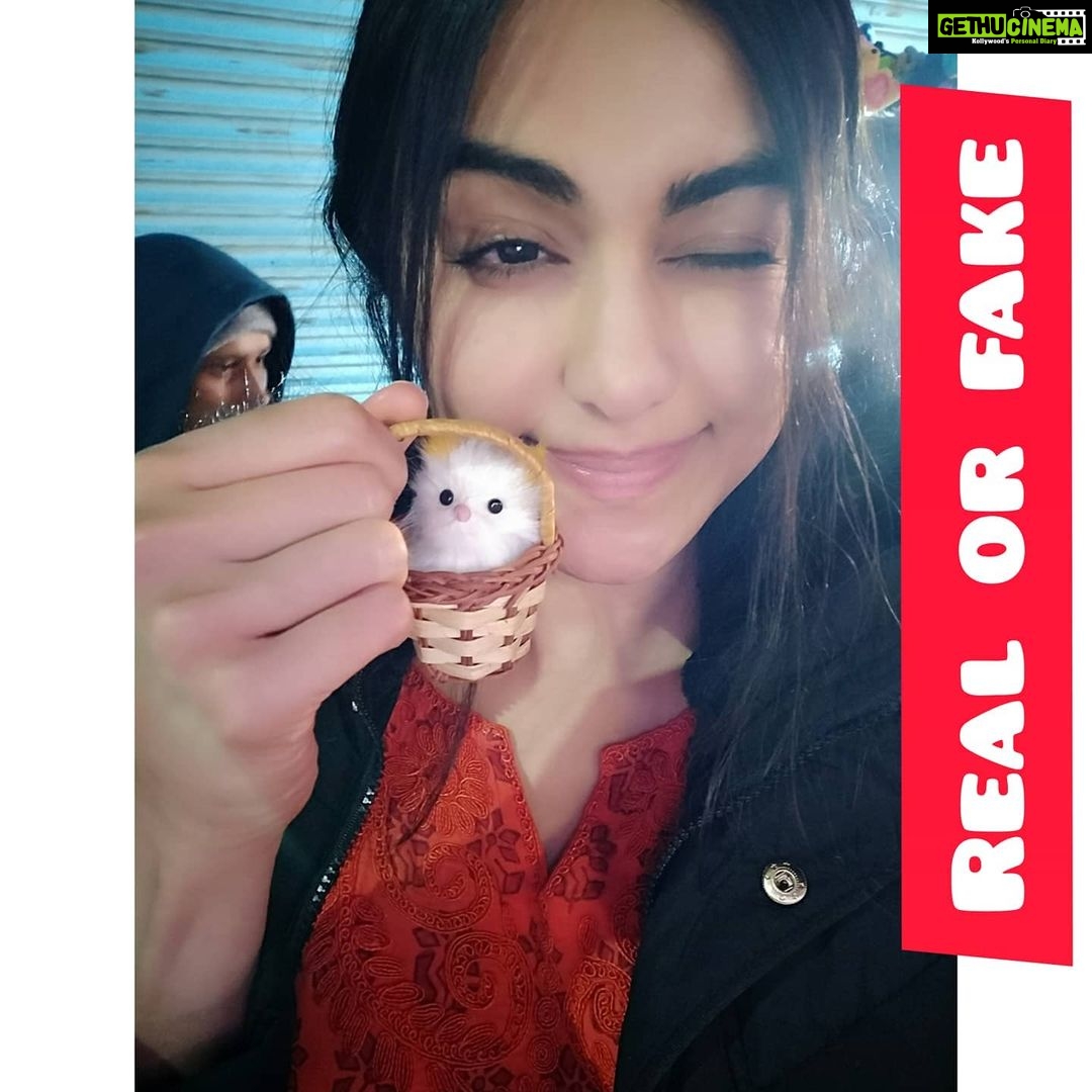 Adah Sharma Instagram - Poll: REAL or FAKE Not my lips, the fellow in the basket 🤣💋👄 my lips don't lie (yet 😬) . . Also guess who the guy in the hood is