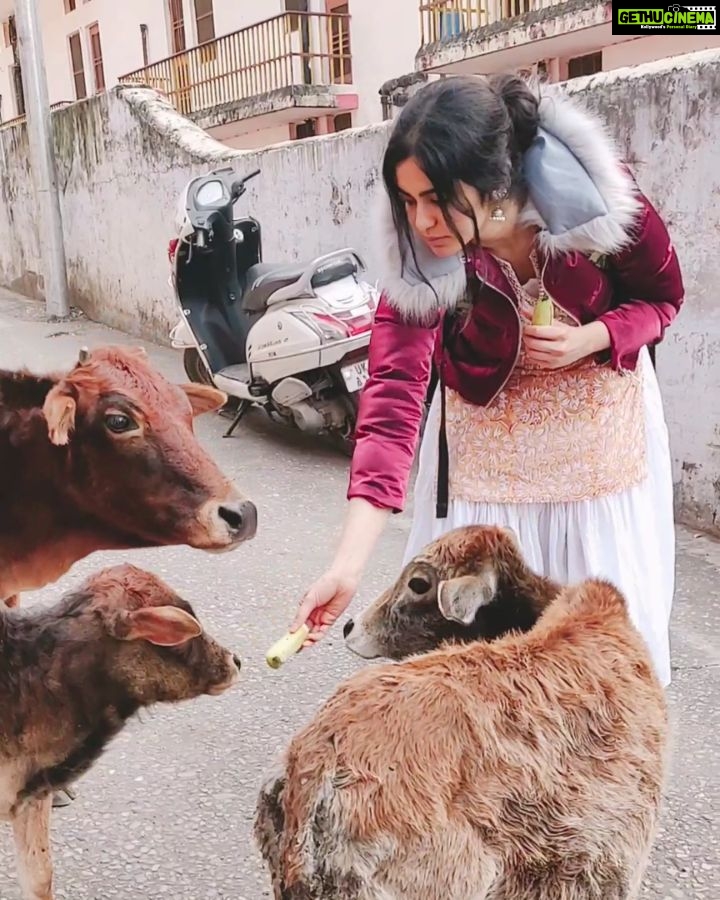 Adah Sharma Instagram - TAG a girl who likes very good looking guys and say nothing π€£ or your ΰ€ΰ€Ύΰ€― friends π . In reel life Mekeh goes on Holiday with 3 handsome boys ...in real life not much difference πππ Adah hasn't kissed any of these three ΰ€ΰ€Ύΰ€―'s yet but π woh bhi end of this Holiday tak ho jaega I think π€£ Girls never let a guy bully you ! ΰ€ΰ€Ύΰ€―'s can bully you that's allowed. That big one totally bullied me and ate 4 kelas π . Special thaaaankk u to all those people who respected our privacy and didn't take sneaky videos β€οΈ