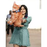 Adah Sharma Instagram - Which actor would you like to see opposite Radha in her debut ? . Welcome the new Star Kid on the block !!! Radha Sharma the first PillowCatStarkid in the world to be Verified on Instagram !!! Thank you all for all your love and support ! This would not have been possible without it! . And Radha would have not gotten so far without her talent. She is working on her acting skills daily by going to the gym and salon.She deserves the bhas debutant award guys life is tough for her !!! . Now all the other actors will get their dogs and cats verified!!!!!! 🙈🙈 #RadhaSeKoiKaiseNaJale #PillowCatStarkid . . . Outfit @mirrorthestore Shoes @aldo Styled by- @juhi.ali Hmu- @snehal_uk