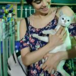 Adah Sharma Instagram - Tag a dog lover ! Force them to watch a cat video 🤣 . . . Fineeee I will put videos with other cats also on my Instagram ( a lot of you think I'm unduly promoting Radha Sharma 🙄) This cutie has one blue and one green eye if u look closely 😍 met her on the sets after packup...now why can't I be so comfortable when I meet new humans ? Ok not so comfortable ..don't want to be picking them up and touching them 🤣🤣 So I shall express my love towards other cats but finally @adah_ki_radha will be cast in the film so go follow her now only