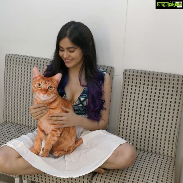 Adah Sharma Instagram - I wanted to be a ventriloquist when I was a child ...for a bit, till I decided to join a circus, so I did movies to fulfill that desire🙊😹 Instagram Zindabaad ! And all of you who I can entertain and live out my dreams 😘😘muahhh Finish off all the desires that I have control over so if I'm reborn like Sharukh Khan in Om Shanti Om I can be reincarnated as an Actress then - preferably born to Taimur Ali Khan 😜 . . @adah_ki_radha doesn't like to party or move her desi Radha body 😸😸she starred in my previous post the 100 year challenge #10yearchallenge this is as real as she gets . . P.s.If Taimur Ali Khan(son of Kareena and Saif) has a daughter you know who she is 😈 . .how many times did that fly try to be part of this ! #adahmadness