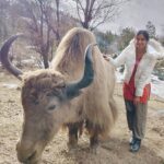 Adah Sharma Instagram - What's your Zodi- Yak sign ? Me = Taurus 🐂 . . Met this beauty in Manali 😍😍😍did you know they are pure vegetarian ?