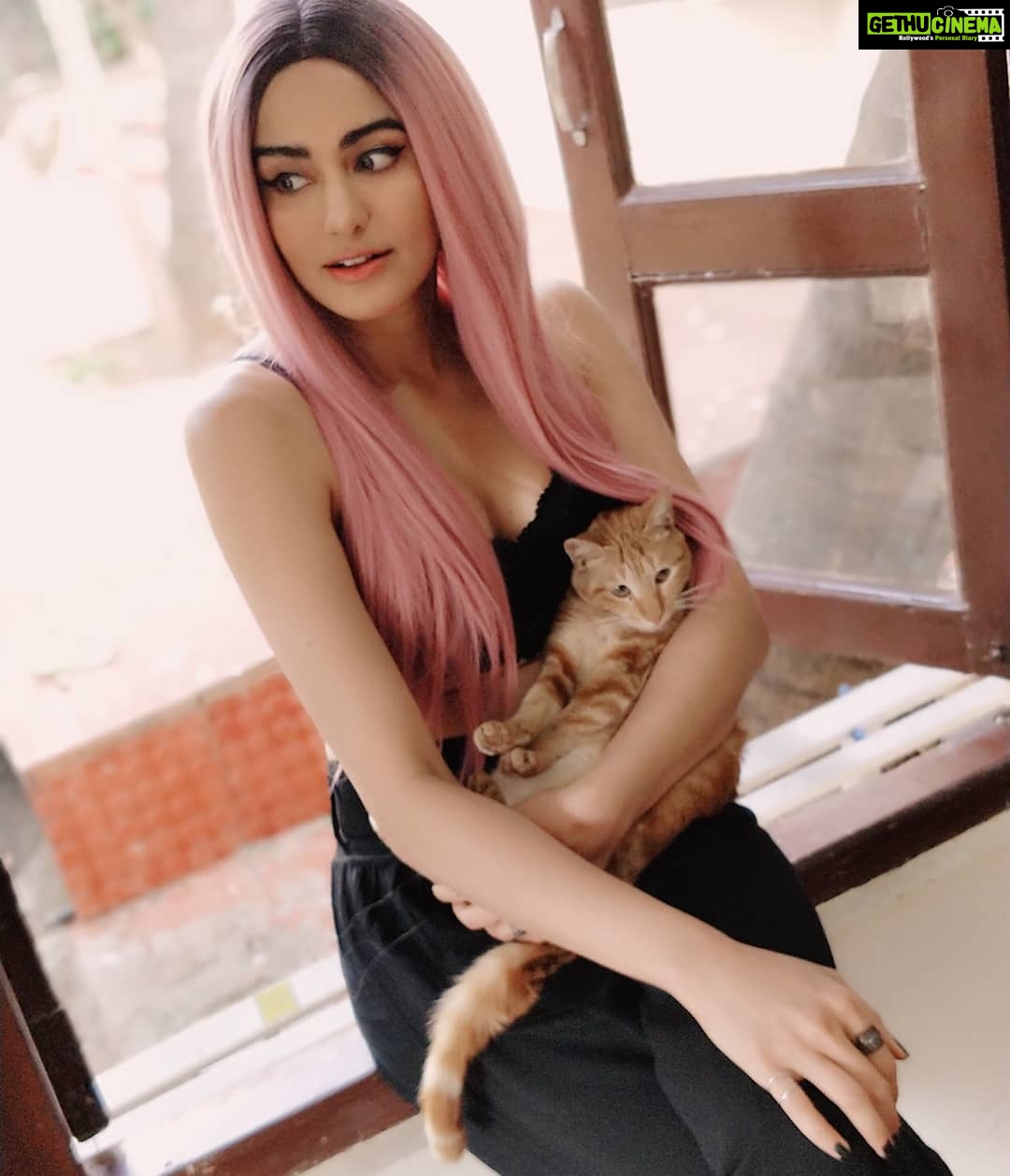 Adah Sharma Instagram - I don't know her name ,but when a beauty like this one wants to chill with you ,you stall dance practice and hang with her and then ask mum to take pics because cat pictures are everything !π She chilled like this for 10 mins and then walked off without even turning back ...no palat nothing... I'm a little envious of cats sometimes and the whole no strings attached thing they do πππ± #catsofinstagram