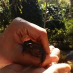 Adah Sharma Instagram - Even frogs love her 😍 FROGGIE IN MAMMAS HANDS . mamma the frog princess 🤗 she's sent me this video from the forest. I love her confidence when they say he might bite...shes like no he won't bite he's a friend 😂😘