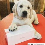 Aditi Rao Hydari Instagram - #Repost @sandipandalal ・・・ Look @aditiraohydari even my puppy 🐕 Bravo is a fan of the new #OnePlus6 @oneplus_india #labradorretriever #onepluslife