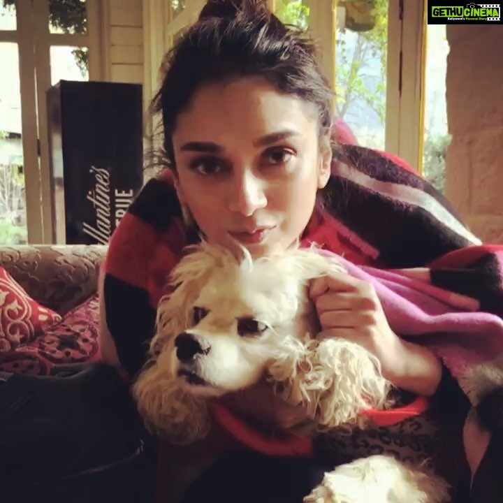 Aditi Rao Hydari Instagram - Manali cuddle with Tango... 🤗#furryfriend #dogsofinstagram #cuddlenazi #brrrrrrrrrr ❄️ #cutiepatootie #manali Thank you for you stellar Dop skills anushki @anushka_09 🤪 The Johnson's Cafe & Hotel, Manali