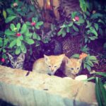 Aditi Rao Hydari Instagram - United colours of Kitty Kats... #Hyderabad #Garden #catsofinstagram #ShootDiaries