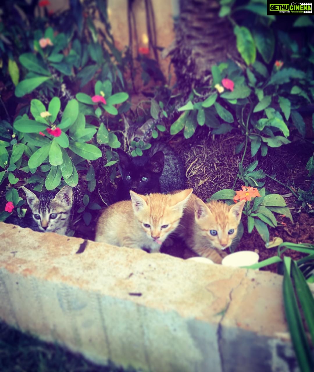 Aditi Rao Hydari Instagram - United colours of Kitty Kats... #Hyderabad #Garden #catsofinstagram #ShootDiaries