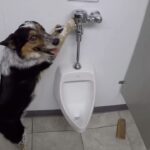 Akshay Kumar Instagram - Look who's a good boy! #ToiletTraining 101
