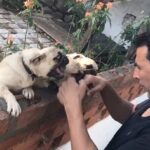 Akshay Kumar Instagram – Today’s workout : boxing with these cute little goons 😜 #PugLifeThugLife