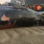 Akshay Kumar Instagram - Look what washed ashore Juhu beach...this mighty whale measuring over 35 feet! No wonder it gathered an audience.