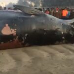 Akshay Kumar Instagram – Look what washed ashore Juhu beach…this mighty whale measuring over 35 feet! No wonder it gathered an audience.