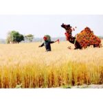 Akshay Kumar Instagram - Running through the lush golden fields of Punjab...best feeling ever! Wishing you all a very Happy Baisakhi.