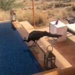 Akshay Kumar Instagram - This peacock seems to be a fan of soulful retro songs...found him enjoying the music with his cool blue drink outside my room yesterday :)