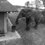 Akshay Kumar Instagram - Whether edited or real footage...this elephant seems to be more in tune with the environment than most of us. #MondayMotivation