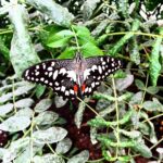 Alia Bhatt Instagram - Better-fly Butterfly :)
