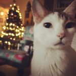 Alia Bhatt Instagram - Christmas feels ⭐️