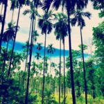 Alia Bhatt Instagram – Trees trees and some breeze. #KapoorAndSons #toomuchfunnnnn #shootlife