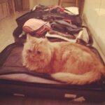 Alia Bhatt Instagram - Someone doesn't want me to leave ;) Off to shoot for #UdtaPunjab.. Wish me luck ;) #figerscrossed #sonervous