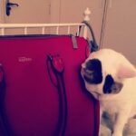 Alia Bhatt Instagram - My cat has very expensive taste . Picture taken by @shaheenb