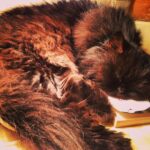 Alia Bhatt Instagram – My smokey baby cat!!!