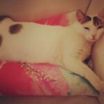 Alia Bhatt Instagram – Queen of Sheba #cat