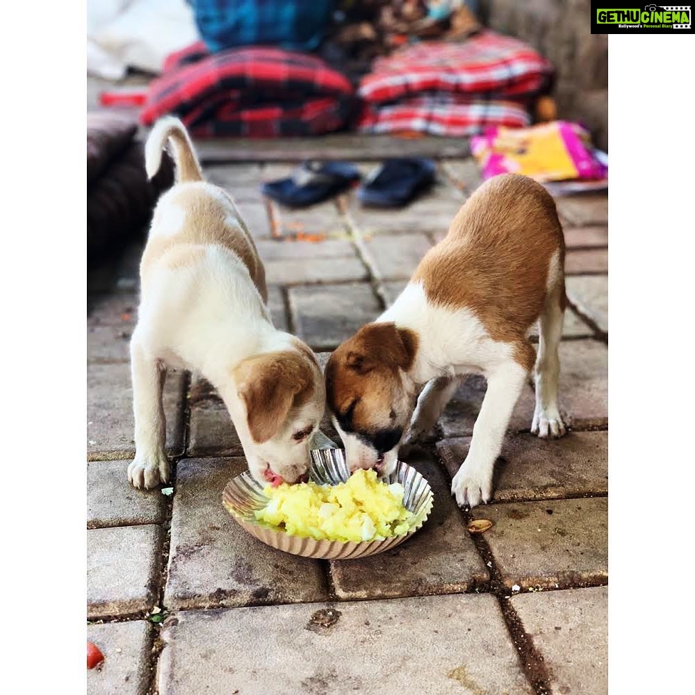 Alia Bhatt Instagram - Yesterday the amazing @Motopaws volunteers joined us in saying yes to the pooch and no to the pataka. Together we were able to feed over 500 street dogs across 7 cities! This Diwali, let’s think about the animals and celebrate responsibly. Choose #PoochOverPataka