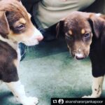 Alia Bhatt Instagram – Wohooooo so so so happy!!! Best friend has opted for ADOPTION!!! Best day :) #CoExist  #Repost @akansharanjankapoor with @repostapp
・・・
Just adopted these beautiful indies from the 
@worldforallanimaladoptions FB page. The baby on the left still needs a permanent home. Anyone SERIOUSLY interested please call 8451086189. Please spread the word!!!!