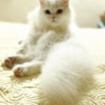Alia Bhatt Instagram – My therapist has fur and four legs 💛😶