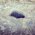 Alia Bhatt Instagram - So yesterday! On the the day of Mother's Day, I drove 3 hours out of our city to Dahanu to the Wildlife Animal Care and Conservation Centre! To support and bring awareness to all the great work they are doing there. I launched this beautiful Green sea 🐢 Her name is queen. She was found 2 months ago caught in a fish net and unable to move. After rehab she has been let back to into her natural habitat! HER " Mother ". #CoExist