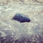 Alia Bhatt Instagram – So yesterday! On the the day of Mother’s Day, I drove 3 hours out of our city to Dahanu to the Wildlife Animal Care and Conservation Centre! To support and bring awareness to all the great work they are doing there. I launched this beautiful Green sea 🐢 Her name is queen. She was found 2 months ago caught in a fish net and unable to move. After rehab she has been let back to into her natural habitat! HER ” Mother “. #CoExist