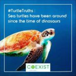 Alia Bhatt Instagram - Turtle Truth #CoExist