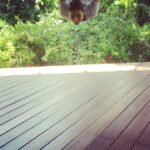 Alia Bhatt Instagram - Look ma, I can fly!! #girlpower #antigravityyoga @fsmaldives Four Seasons Resort Maldives At Landaa Giraavaru