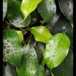 Ammu Abhirami Instagram - My new found love towards photography #leaf with beautiful rain drops on it🌿🌿🌿 #insta click#insta upload....
