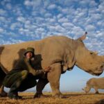 Amy Jackson Instagram - If you haven’t already, please watch EXTINCTION by the living leg himself David Attenborough. Over ONE MILLION of our world's species are now under threat of disappearing forever... ‘What happens next, is up to every one of us”.