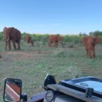 Amy Jackson Instagram - The first slide is from January 2018 when I was on safari in South Africa. I left in complete awe after encountering these majestic creatures & I vowed to do everything in my power to protect them alongside the @elephantfamily & @sheldricktrust - ( ⚠️warning graphic content ⚠️) slide to the right and these innocent beings are viciously hunted and killed by ‘men’ who call it their sport. They stand with loaded guns over their dead with bodies feeling so proud of themselves. They are cowards and a pathetic excuse for human beings!!! Over 100 African elephants are murdered every single day!According to @karmagawa the elephant population has dropped by 62% in the last 10 years and if this continues, they will be extinct by 2030. We have a duty to protect them and I urge you to please click the link in my bio... SAVE THE ELEPHANTS 🐘 ❤️