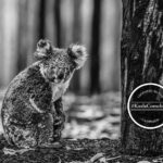 Amy Jackson Instagram - Join me today in becoming a Koala Hero by supporting the #KoalaComeback Campaign! ⠀🐨 This powerful image, called ‘Survivor’ comes from photographer @DavidYarrow, who has launched the campaign with @wild.ark to raise $2 million to support recovery efforts in Australia. ⠀🐨 You can either make a small donation. (see link in bio for @DavidYarrow) to receive and share a digital print and help make this campaign go viral or donate from $1,000 to purchase a Yarrow fine art print. ⠀🐨 50% of the proceeds raised through this campaign will be directed to @EarthAlliance ’s Australia Wildfire Fund, and WildArk will use the remaining 50% to support local organizations working on wildlife rehabilitation and habitat restoration. ⠀🐨 “The day in Australia when I saw 500 dead animals for every live one will remain with me forever,” Yarrow said. “This is a call to arms and we are blessed with a celebrated army of passionate conservationists. I hope that this photograph of a lone koala I found sitting dumbfounded at the base of a tree, which we are calling ‘Survivor,’ becomes known and emblematic of a period in time when we all became aware of our planet’s deep fragility—and that it can help us raise money to make a difference.” @global_wildlife_conservation