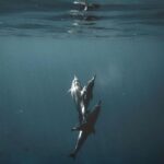 Amy Jackson Instagram – ⚠️GRAPHIC IMAGES WARNING, PLEASE SHARE AND SIGN THE PETITION IN THE BIO TO STOP THIS ANIMAL CRUELTY!⚠️ 

@karmagawa :

We’re saddened to post this disturbing footage of 1,400+ dolphins being killed last week on the shores of the Faroe Islands, but people must be made aware of what’s happening here! Watch at your own risk….there are no words, just utter heartbreak. But there is some hope: The prime minister of the Faroe Islands said this week for the first time that the government will evaluate regulations around catching white-sided dolphins following so much public outcry SO WE MUST KEEP THE PRESSURE ON AND STOP CRUELTY THIS ONCE AND FOR ALL! You can help right now by sharing this post with your followers, tagging people celebrities, influencers and news media who need to see this/share too and signing the petition linked in the @karmagawa and @savethereef bios! Just in the last 48 hours over 130,000 people have signed and taken action to stop these barbaric dolphin hunts — let’s get to 200,000+ and work together to speak up as loudly as possible for the safety of these innocent creatures! Please use your social media platform for good, share and sign the petition now and help us put an end to this madness! Thanks to @sealegacy @seashepherd @paulnicklen @mitty @shawnheinrichs #endanimalcruelty #stopanimalcruelty #stopthekilling #savethedolphins #karmagawa