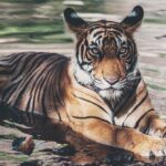 Amy Jackson Instagram - Today is #InternationalTigerDay and I’m so happy to start off with positive news. The Government of India announced a new wild tiger estimate... in 2014 they were at 2,226, this year that number has increased to 2,967. Of course, it’s wonderful that the wild tiger population is on the rise, but to think that there are less than 4000 of these majestic creatures left to roam freely in their natural habitat, is heart wrenching and genuinely disturbing. Did you know that out of the eight original subspecies of tigers, only six remain? All of these subspecies are in the endangered list. Our planet has lost 95% of the worldwide tiger population in the last 20 years due to human activities such as poaching & reduced natural habitat. Today, let us pledge to do our bit towards saving these beautiful animals.
