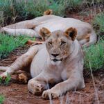 Amy Jackson Instagram - Left my heart in Africa ❤️ #SHESAMANEATER ;) #GOTITFROMMYMAMMA #THEEYESCHICO #ANTISOCIALCLUB #LUVU #THIRRSTY #SAVAGE #CATNAP Botswana–South Africa border