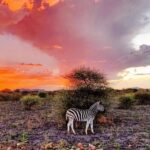 Amy Jackson Instagram - Contender for safari pic of the year 😜 | taken on #iphone Ramotshere Moiloa