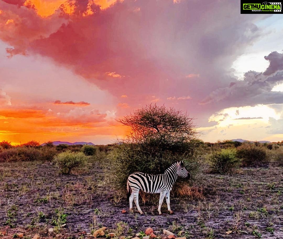 Amy Jackson Instagram - Contender for safari pic of the year 😜 | taken on #iphone Ramotshere Moiloa