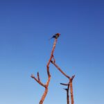 Amy Jackson Instagram - Free as a bird 💙 Lilac Breasted Roler 💙 Mmathubudukwane, South-East, Botswana
