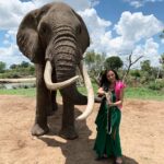 Amy Jackson Instagram - Yesterday was incredible... We got to visit Zambia’s Elephant Sanctuary in the Bush. The older elephants, like the bulls Bop, Danny and Madinda, were rescued from Zimbabwe because of severe drought and culls decades ago, while others have assimilated from the wild, or were born into the herd. The elephants have grown up with safe human support using the “positive reinforcement method” and are free to roam wherever they choose. There are less than 500,000 African elephants left in the world, and between 2007 and 2014 the population dropped by a third. Slowly but surely programs and sanctuary’s like this one will help to improve those statistics 🐘🙏🏼 Zambezi