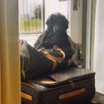 Amy Jackson Instagram - It’s a dogs life 👑 ( sign of a good weekend.... blow dry needed ASAP !!) Four Seasons Hotel Hampshire, England